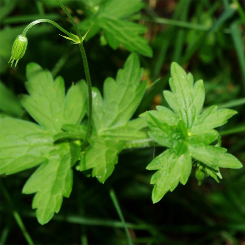 Geranium palustre (Foliage)