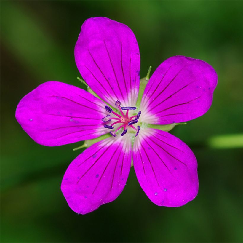 Geranium palustre (Flowering)