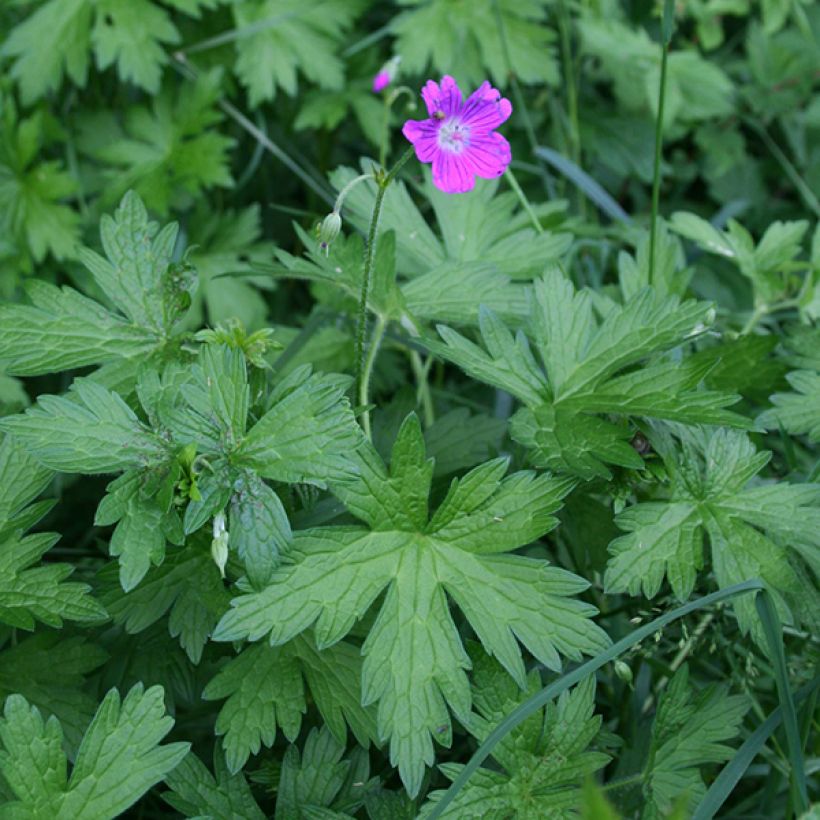 Geranium palustre (Plant habit)