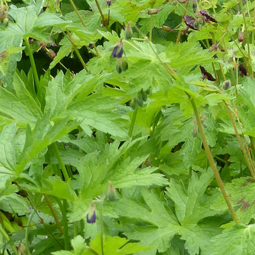 Geranium phaeum Angelina (Foliage)