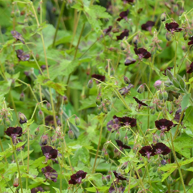 Geranium phaeum Angelina (Flowering)