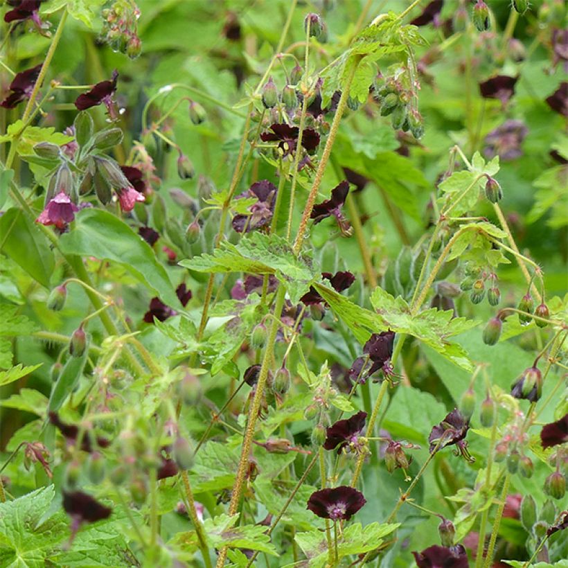 Geranium phaeum Angelina (Plant habit)