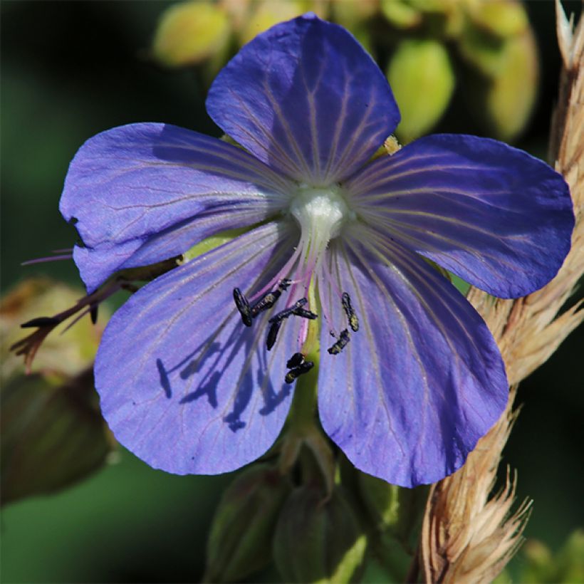 Geranium pratense Cluden Sapphire (Flowering)