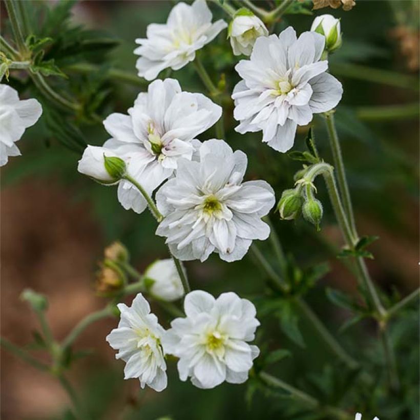 Geranium pratense Double Jewel (Flowering)