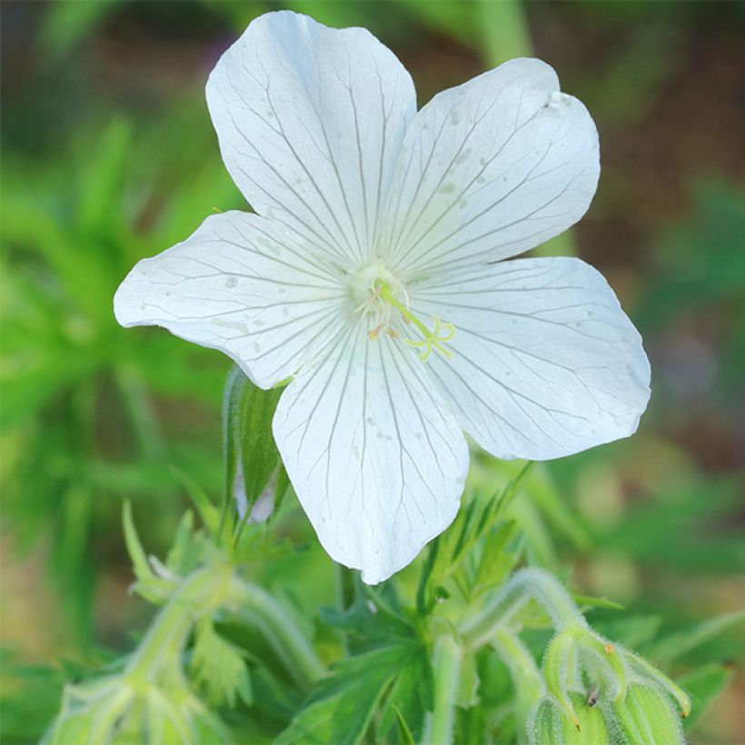 Geranium pratense f. albiflorum Galactic (Flowering)