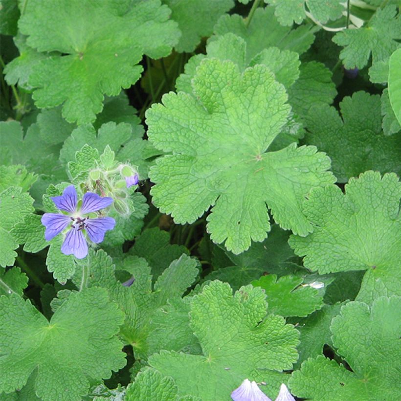 Geranium renardii Philippe Vapelle (Foliage)