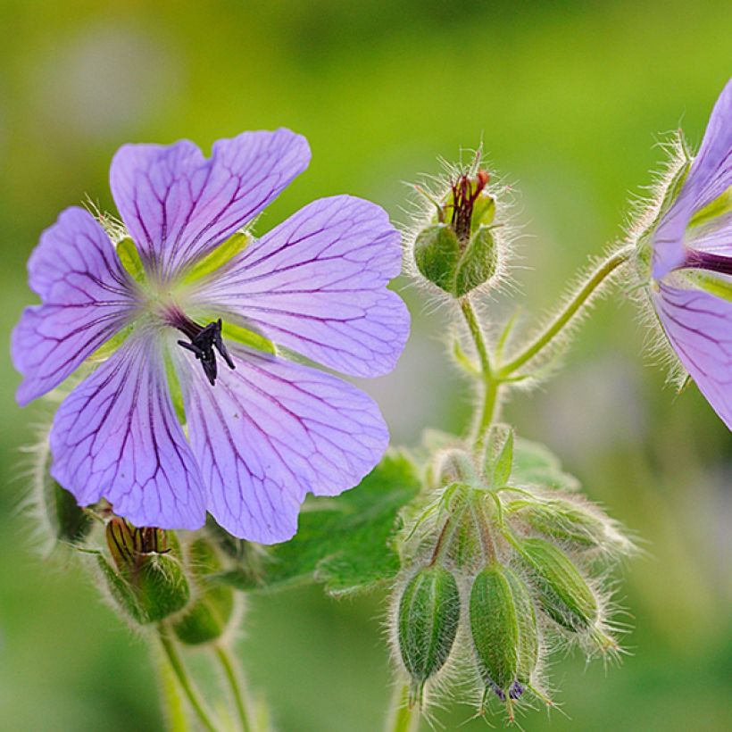 Geranium renardii Philippe Vapelle (Flowering)