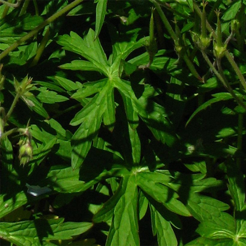 Geranium richardsonii (Foliage)