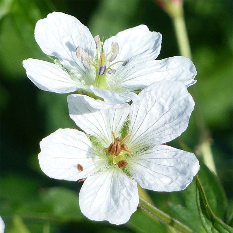 Geranium richardsonii (Flowering)