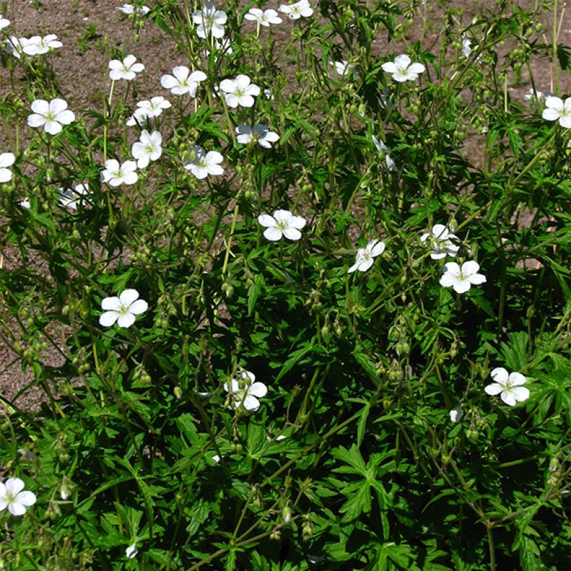 Geranium richardsonii (Plant habit)