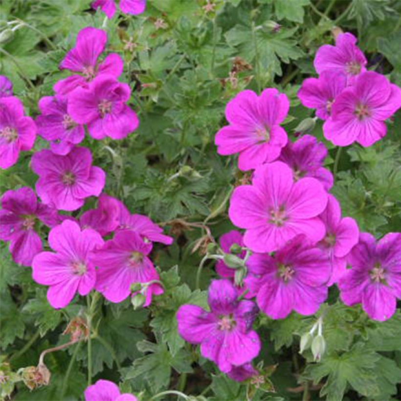 Geranium riversleaianum Russell Prichard (Flowering)