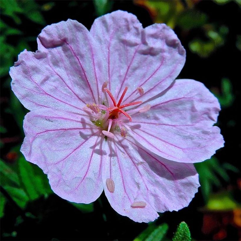 Geranium sanguineum Compactum (Flowering)
