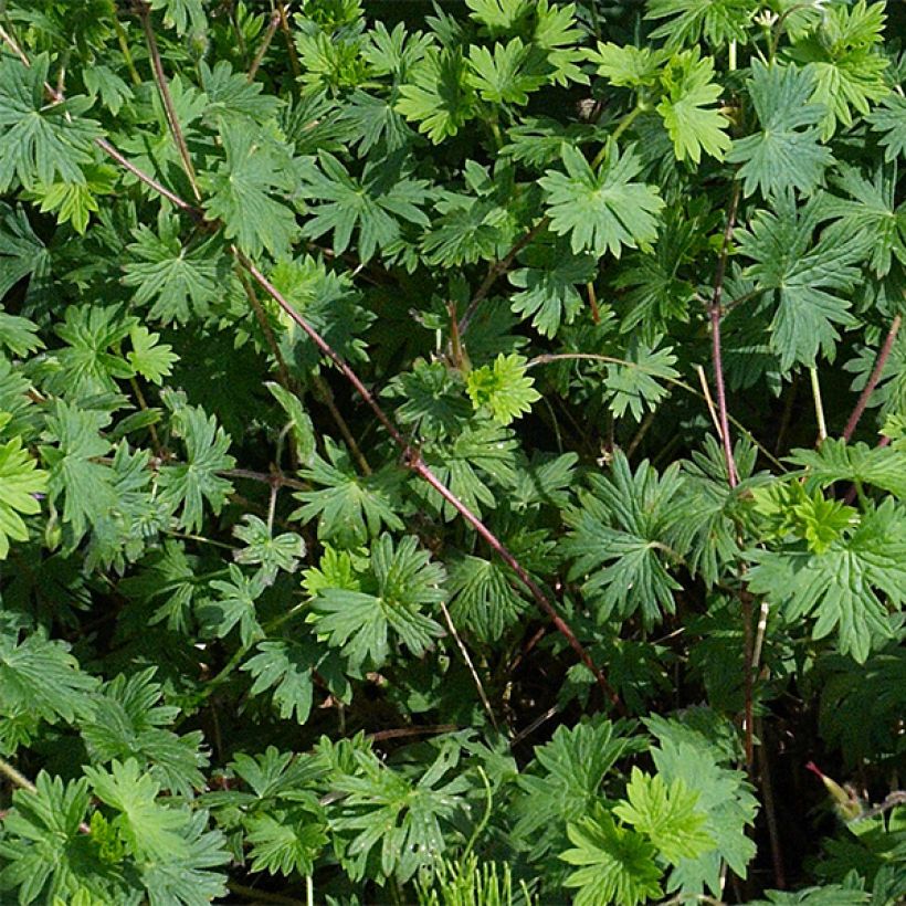 Geranium sanguineum Elsbeth (Foliage)