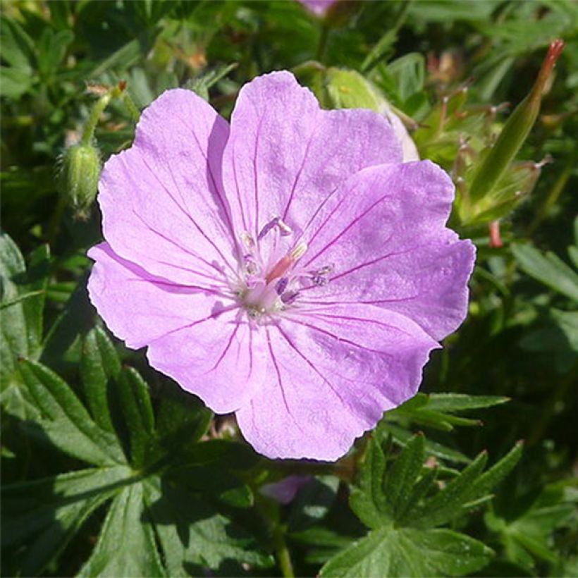 Geranium sanguineum Elsbeth (Flowering)