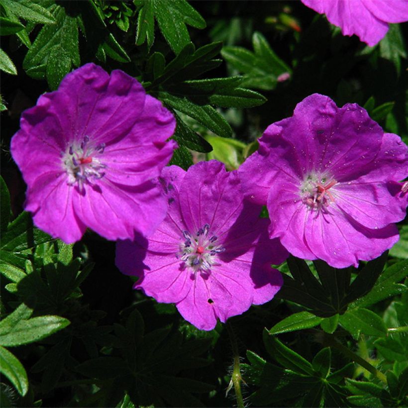 Geranium sanguineum Max Frei (Flowering)