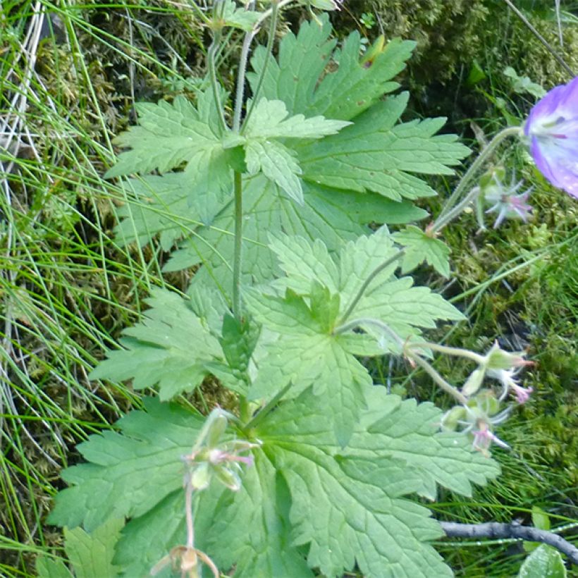 Geranium sylvaticum Birch Lilac (Foliage)