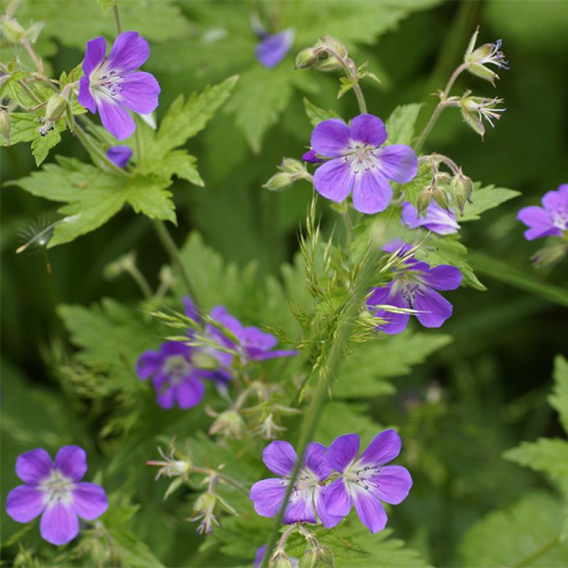 Geranium sylvaticum Birch Lilac (Flowering)