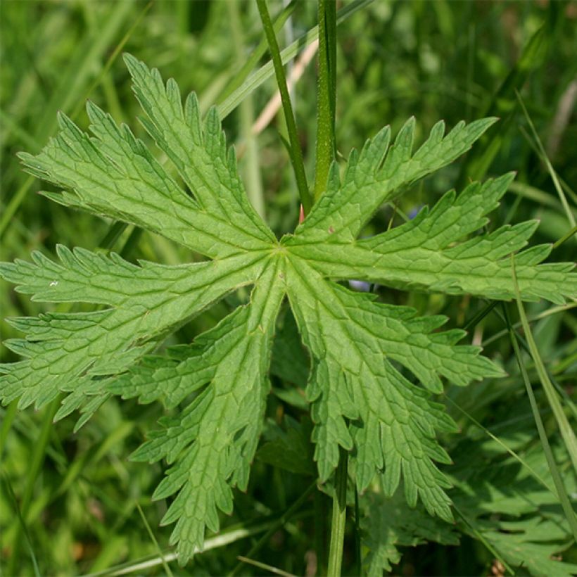 Geranium sylvaticum Bridget Lion (Foliage)