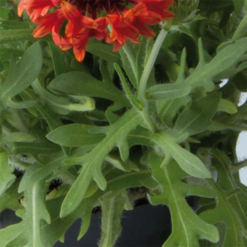 Gaillardia Fanfare Blaze (Foliage)