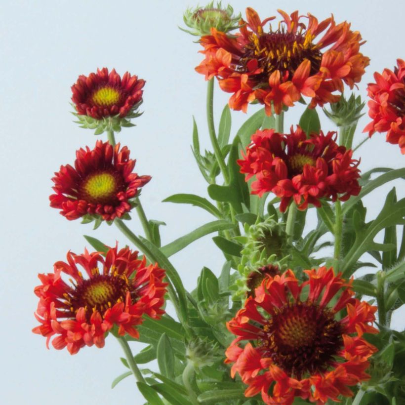 Gaillardia Fanfare Blaze (Flowering)