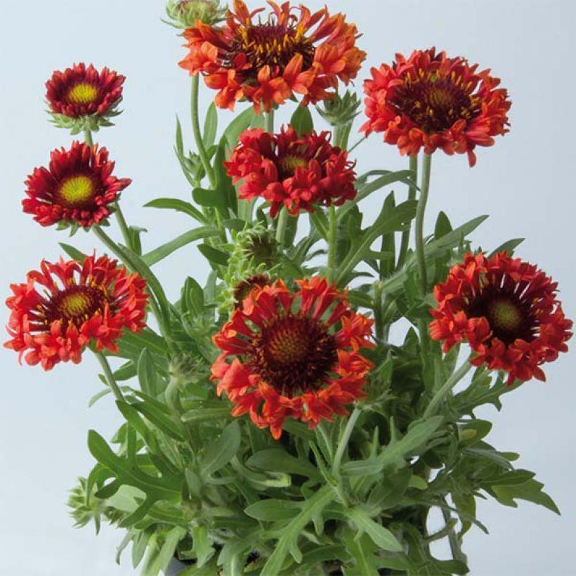 Gaillardia Fanfare Blaze (Plant habit)