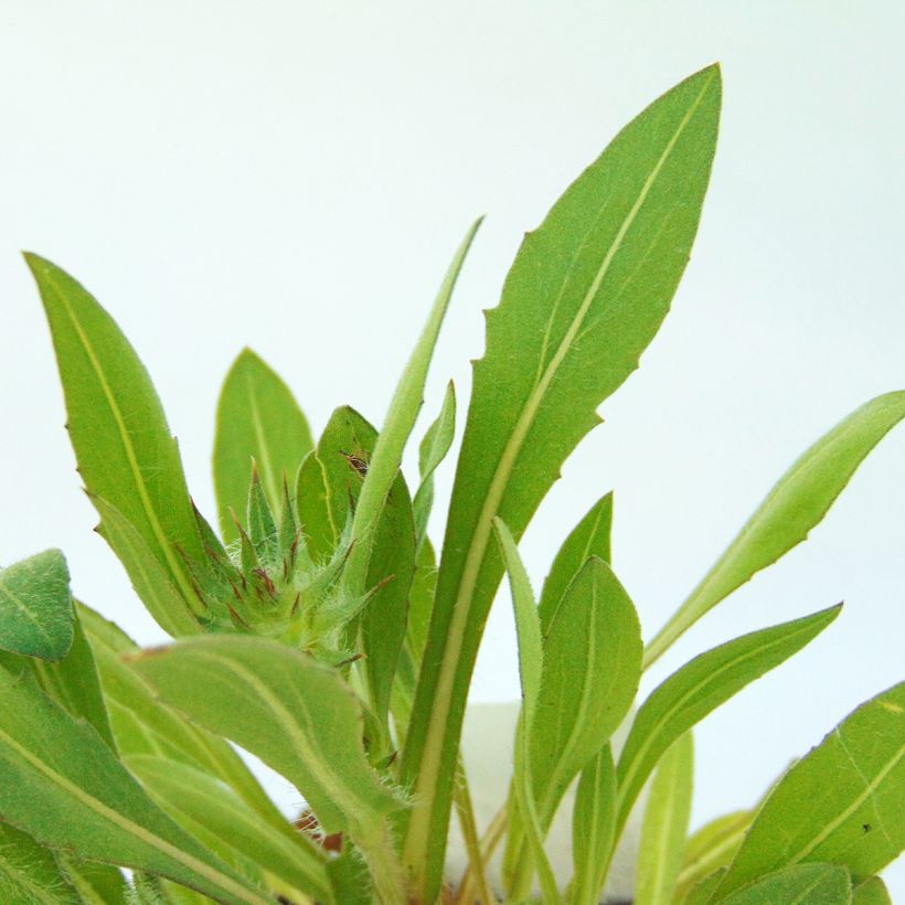 Gaillardia grandiflora Kobold (Foliage)