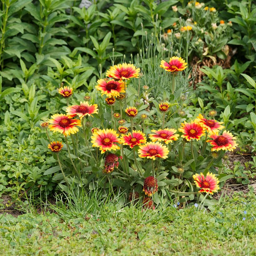 Gaillardia grandiflora Kobold (Plant habit)