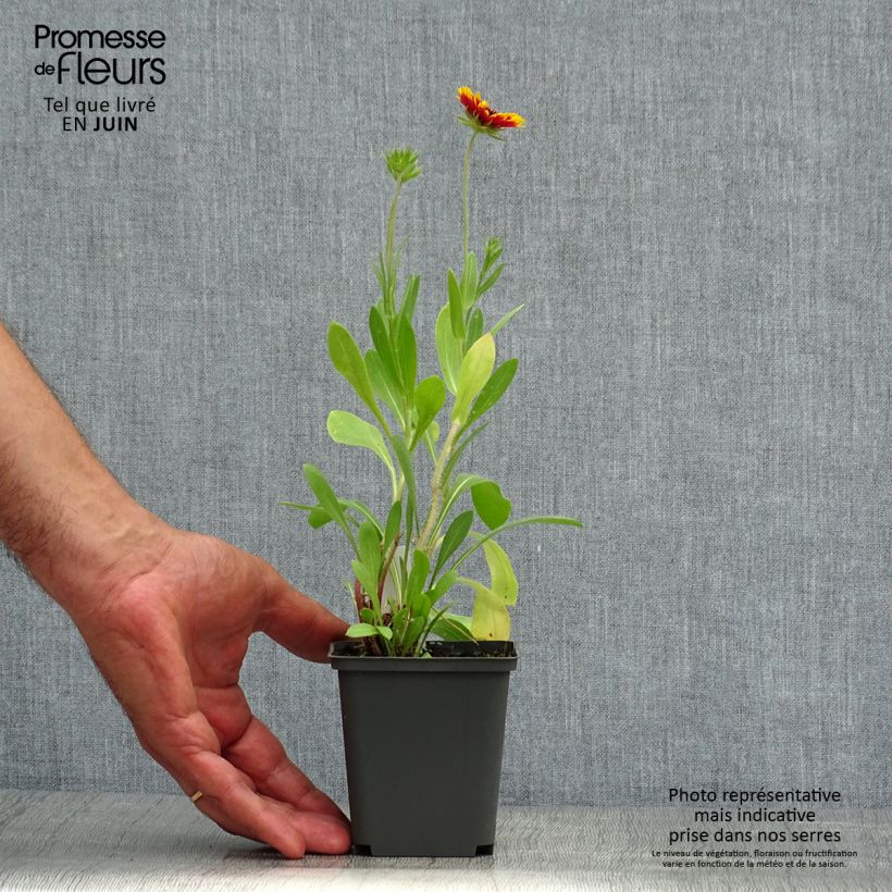 Gaillardia grandiflora Kobold 8/9 cm pot sample as delivered in summer