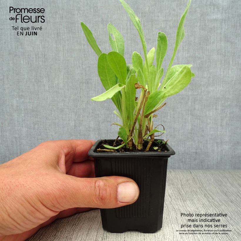 Gaillardia aristata Maxima Aurea 7/8 cm pot sample as delivered in summer