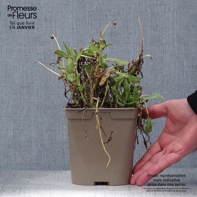 Gaillardia grandiflora Mesa Yellow 2L/3L pot sample as delivered in winter