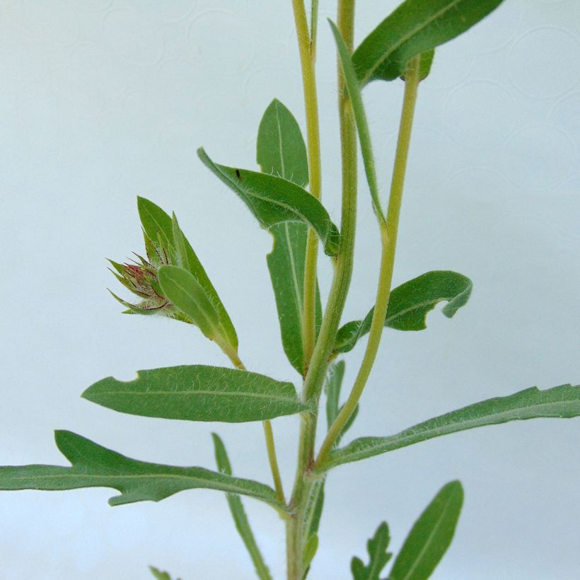 Gaillardia aristata Amber Wheels (Foliage)