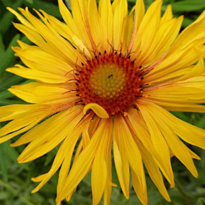 Gaillardia aristata Amber Wheels (Flowering)