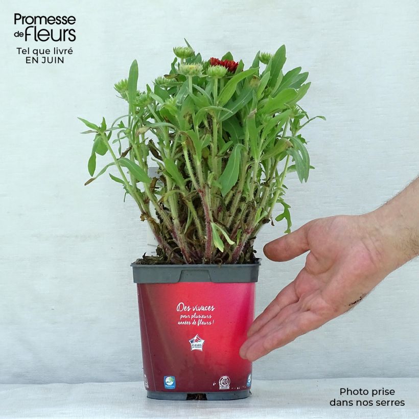 Gaillardia Arizona Red Shades 2L/3L pot sample as delivered in summer
