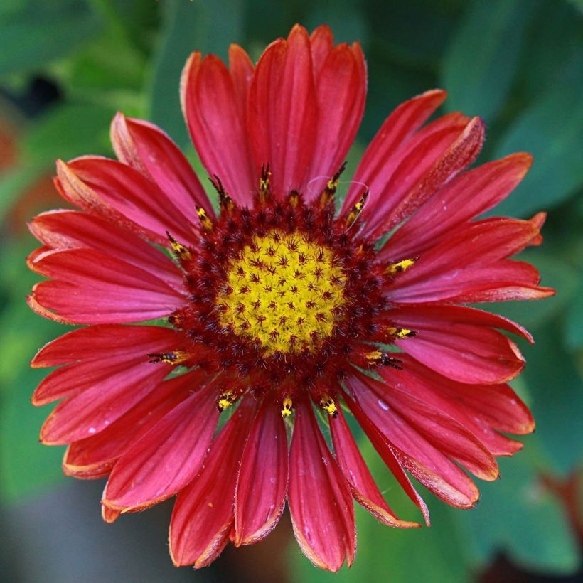 Gaillardia Arizona Red Shades (Flowering)