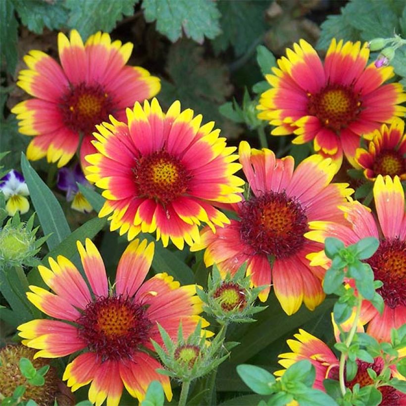 Gaillardia Lutin (Flowering)