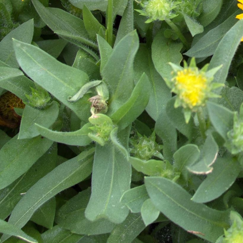 Gaillardia grandiflora Mesa Yellow (Foliage)