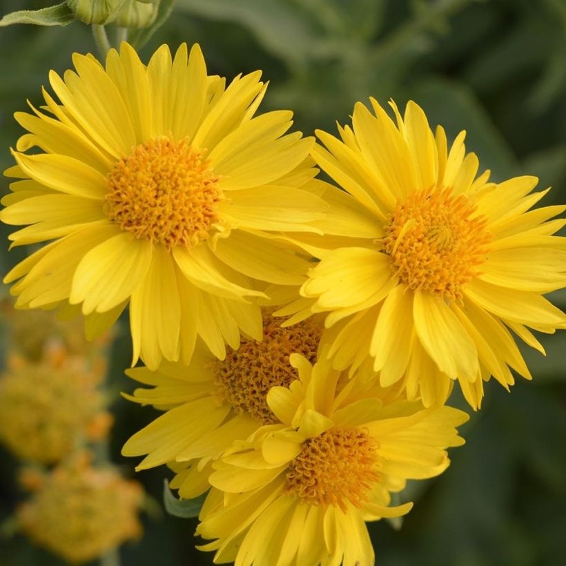 Gaillardia grandiflora Mesa Yellow (Flowering)