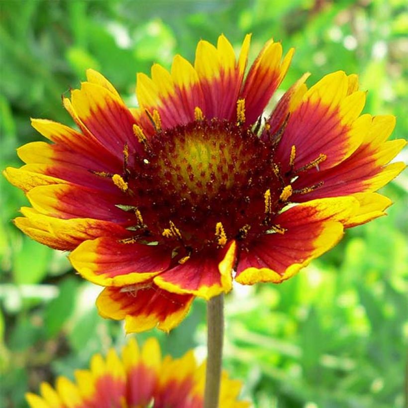 Gaillardia Royale (Flowering)