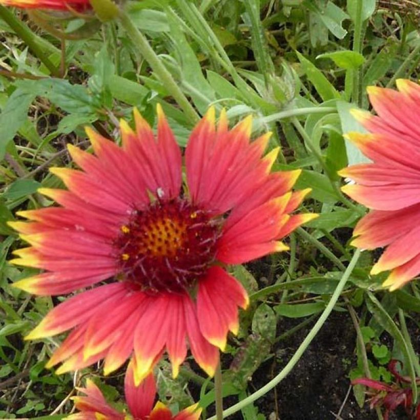 Gaillardia grandiflora Tokayer (Flowering)