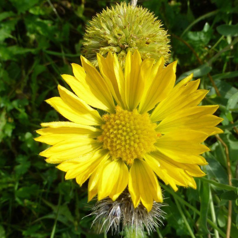 Gaillardia aristata Maxima Aurea (Flowering)