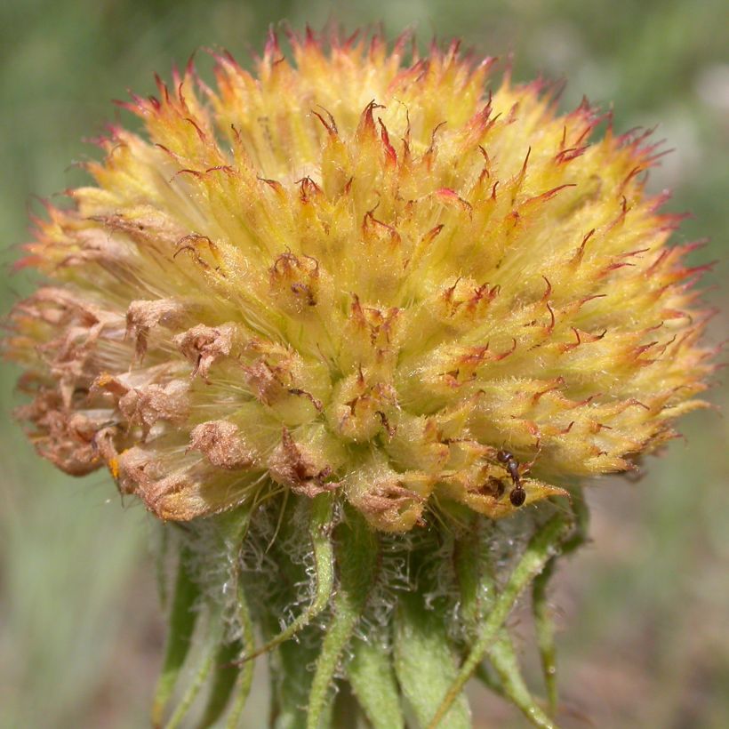 Gaillardia aristata Maxima Aurea (Harvest)