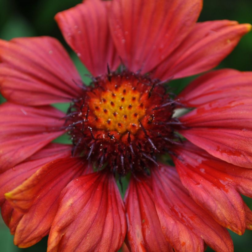 Gaillardia grandiflora Burgunder (Flowering)