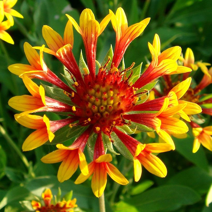 Gaillardia grandiflora Fanfare (Flowering)