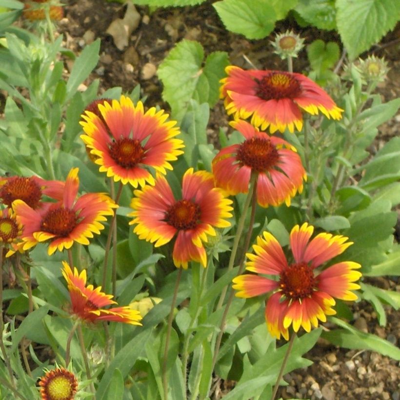 Gaillardia grandiflora Kobold (Flowering)