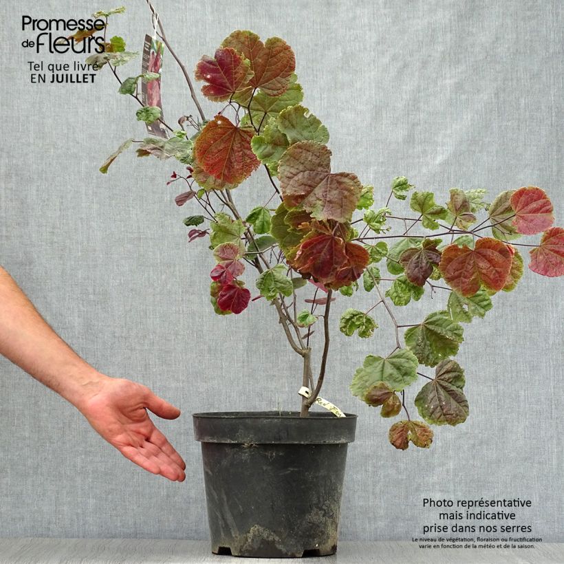 Cercis canadensis Red Force - Eastern Redbud 7.5L/10L pot sample as delivered in summer