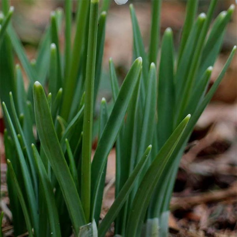 Galanthus nivalis  (Foliage)