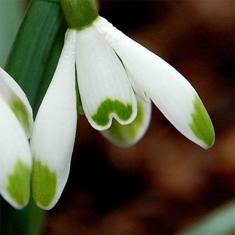 Galanthus nivalis Viridapice (Flowering)