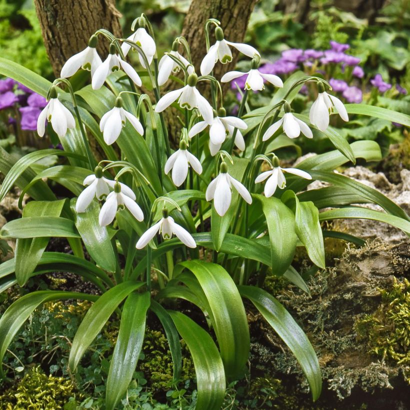 Galanthus woronowii  (Plant habit)