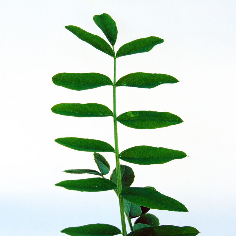 Galega hartlandii Alba (Foliage)