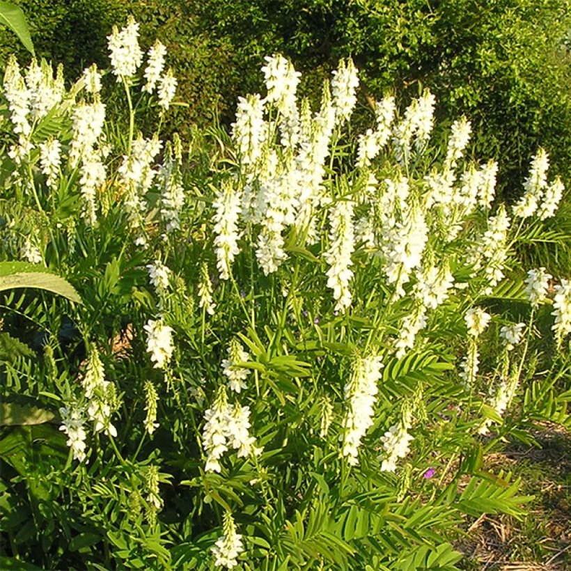 Galega hartlandii Alba (Flowering)